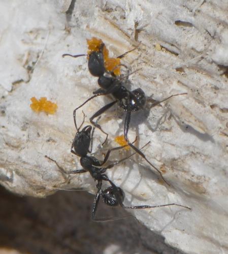 Réf. 263 653 : Aphaenogaster senilis